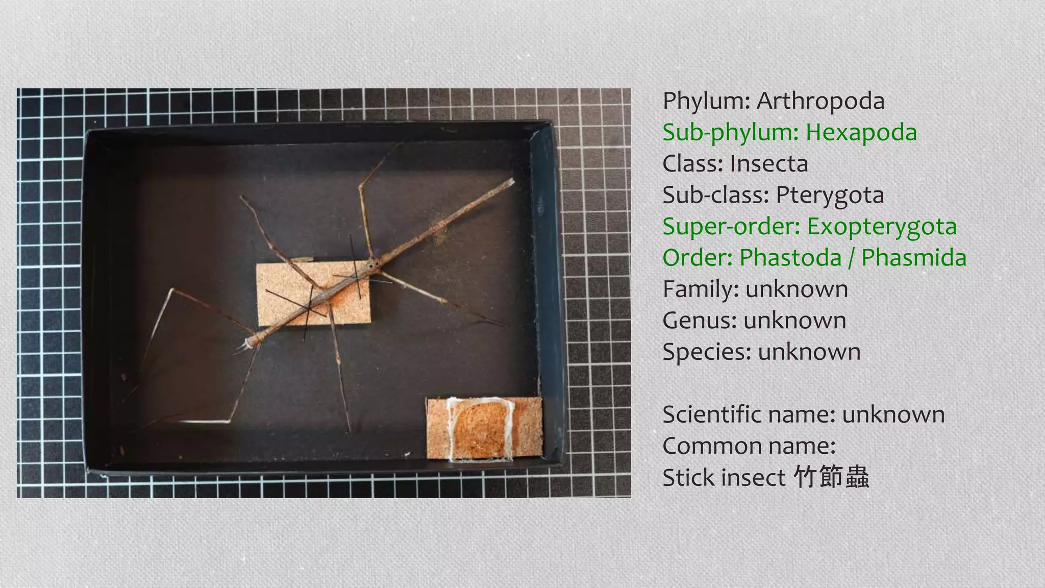 Phylum: Arthropoda
Sub-phylum: Hexapoda
Class: Insecta
Sub-class: Pterygota
Super-order: Exopterygota
Order: Phastoda / Phasmida
Family: unknown
Genus: unknown
Species: unknown
Scientific name: unknown
Common name:
Stick insect 竹節蟲
 
