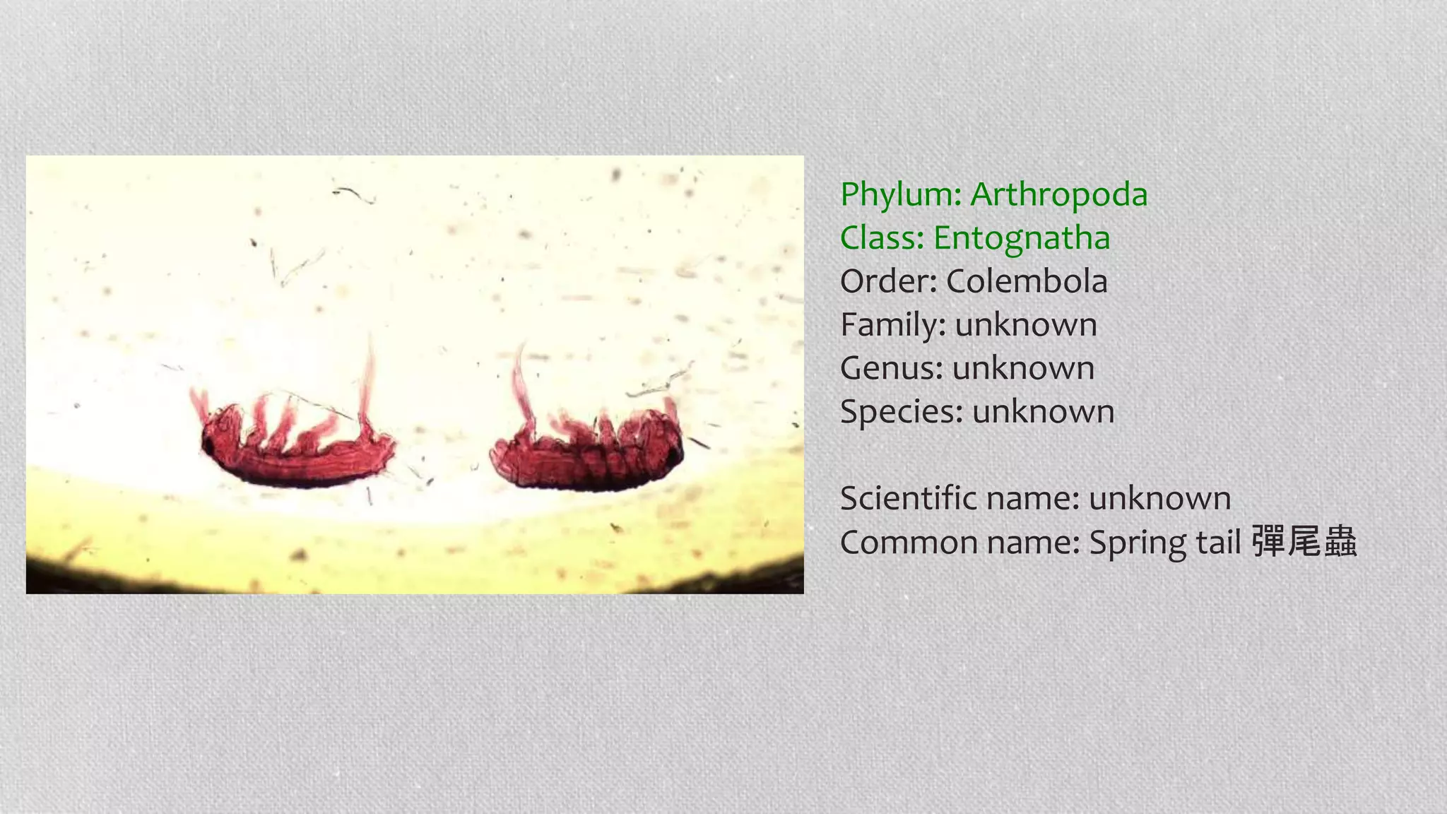 Phylum: Arthropoda
Class: Entognatha
Order: Colembola
Family: unknown
Genus: unknown
Species: unknown
Scientific name: unknown
Common name: Spring tail 彈尾蟲
 
