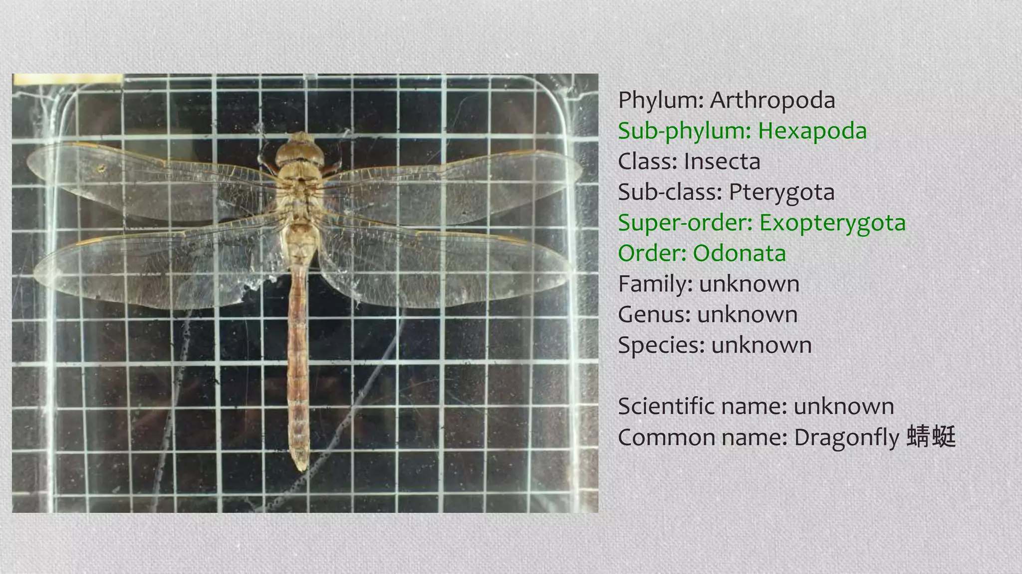 Phylum: Arthropoda
Sub-phylum: Hexapoda
Class: Insecta
Sub-class: Pterygota
Super-order: Exopterygota
Order: Odonata
Family: unknown
Genus: unknown
Species: unknown
Scientific name: unknown
Common name: Dragonfly 蜻蜓
 