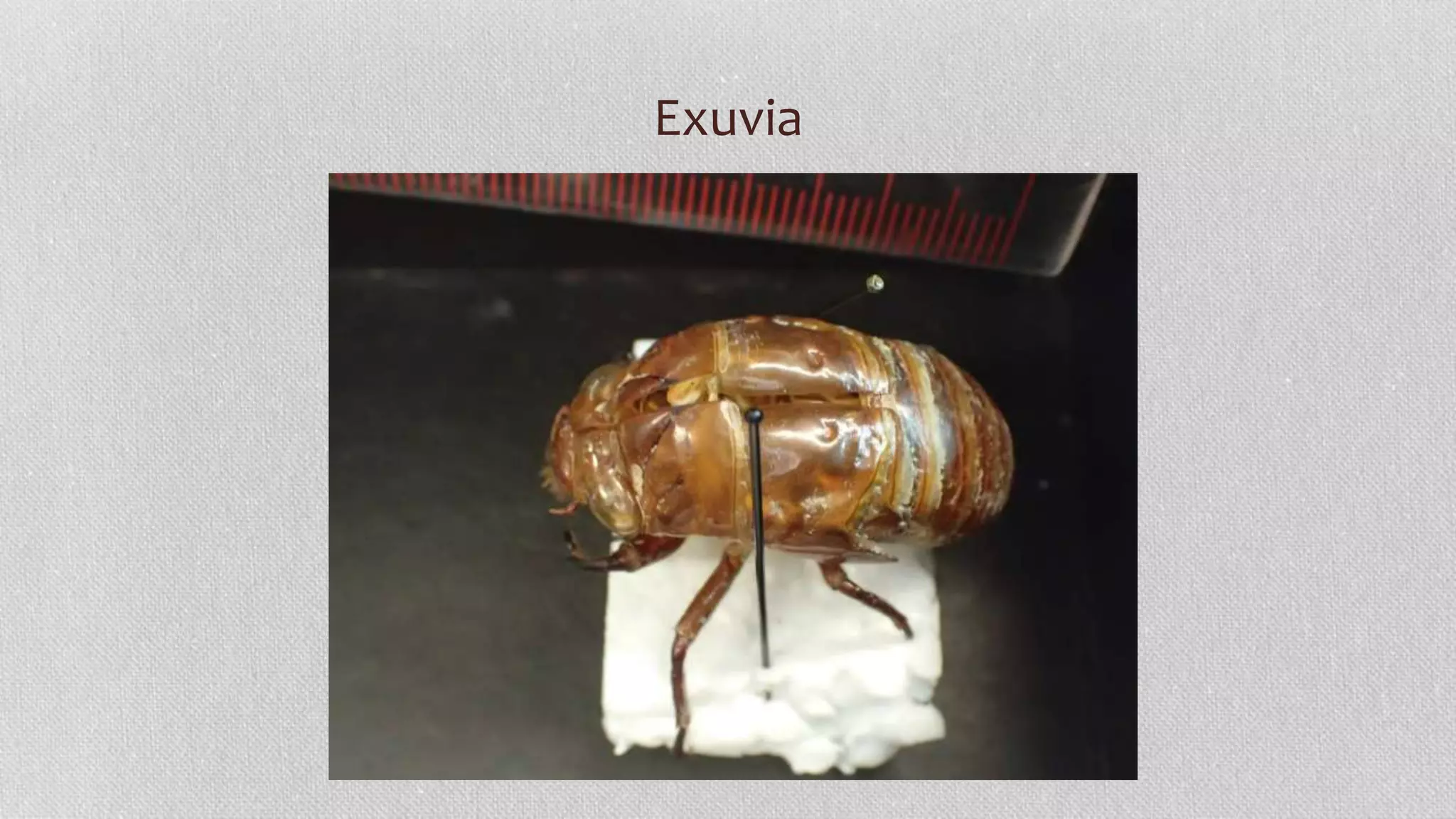 Exuvia
 