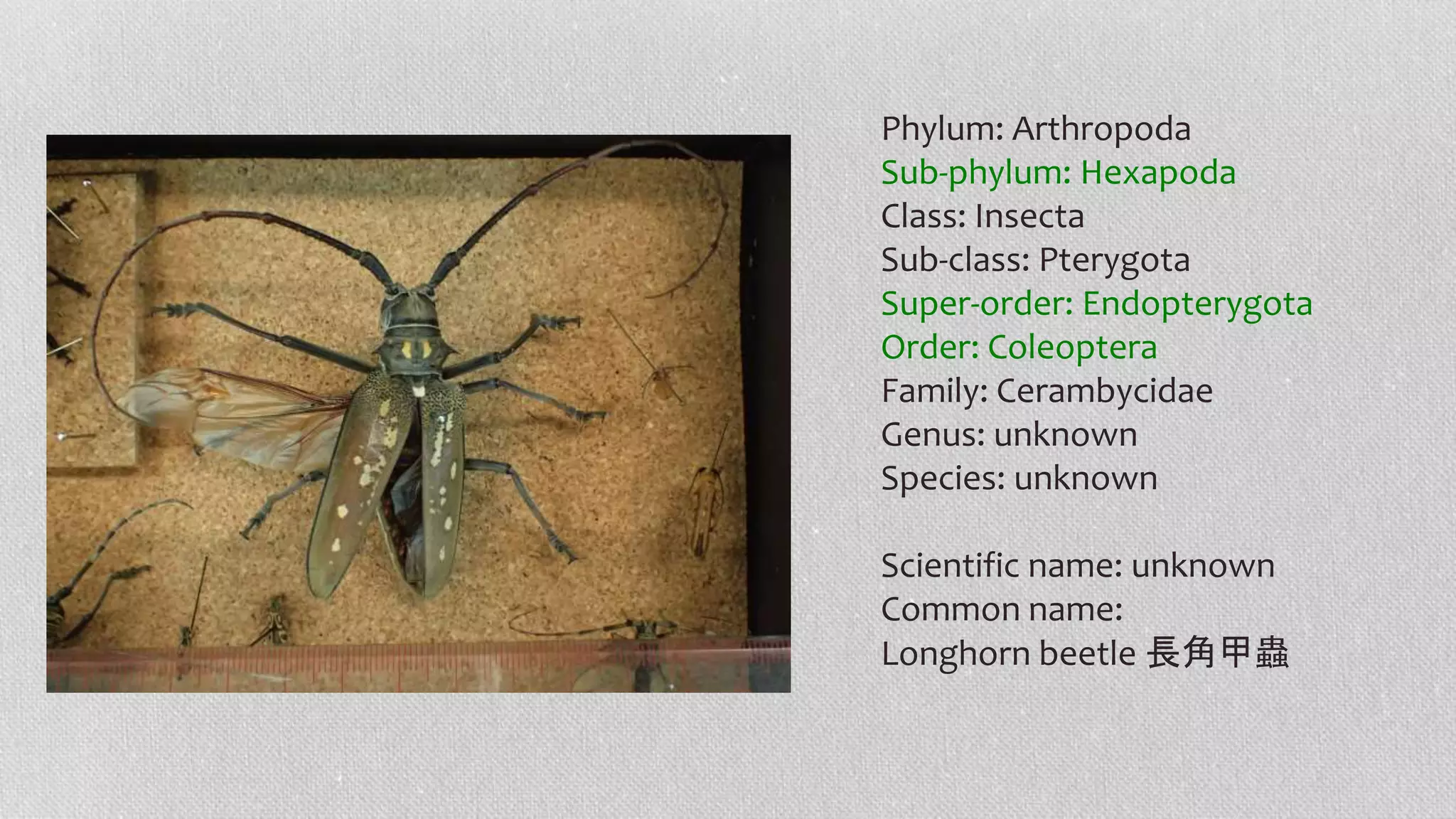 Phylum: Arthropoda
Sub-phylum: Hexapoda
Class: Insecta
Sub-class: Pterygota
Super-order: Endopterygota
Order: Coleoptera
Family: Cerambycidae
Genus: unknown
Species: unknown
Scientific name: unknown
Common name:
Longhorn beetle 長角甲蟲
 