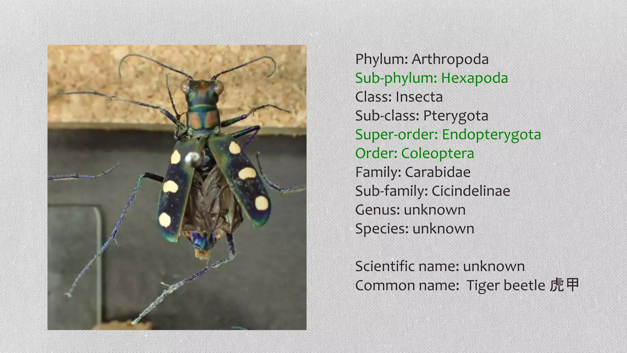 Phylum: Arthropoda
Sub-phylum: Hexapoda
Class: Insecta
Sub-class: Pterygota
Super-order: Endopterygota
Order: Coleoptera
Family: Carabidae
Sub-family: Cicindelinae
Genus: unknown
Species: unknown
Scientific name: unknown
Common name: Tiger beetle 虎甲
 