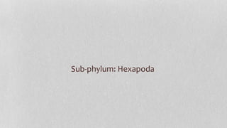 Sub-phylum: Hexapoda
 