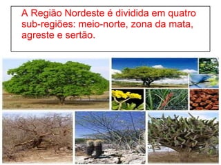 A Região Nordeste é dividida em quatro sub-regiões: meio-norte, zona da mata, agreste e sertão. 