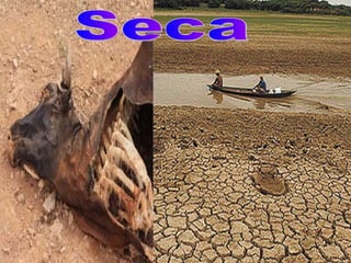 Seca 