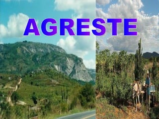 AGRESTE 