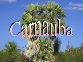 Carnauba 