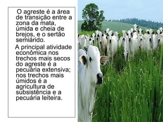 O agreste é a área de transição entre a zona da mata, úmida e cheia de brejos, e o sertão semiárido.  A principal atividade econômica nos trechos mais secos do agreste é a pecuária extensiva; nos trechos mais úmidos é a agricultura de subsistência e a pecuária leiteira.  