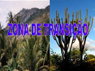 ZONA DE TRANSIÇÃO 