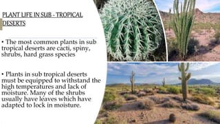 PLANT LIFE IN SUB - TROPICAL
DESERTS
• The most common plants in sub
tropical deserts are cacti, spiny,
shrubs, hard grass species
• Plants in sub tropical deserts
must be equipped to withstand the
high temperatures and lack of
moisture. Many of the shrubs
usually have leaves which have
adapted to lock in moisture.
•
 