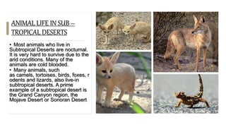 ANIMAL LIFE IN SUB –
TROPICAL DESERTS
• Most animals who live in
Subtropical Deserts are nocturnal.
It is very hard to survive due to the
arid conditions. Many of the
animals are cold blooded.
• Many animals, such
as camels, tortoises, birds, foxes, r
odents and lizards, also live-in
subtropical deserts. A prime
example of a subtropical desert is
the Grand Canyon region, the
Mojave Desert or Sonoran Desert.
 
