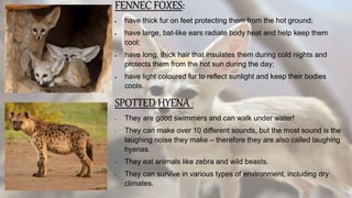 FENNEC FOXES:
 have thick fur on feet protecting them from the hot ground;
 have large, bat-like ears radiate body heat and help keep them
cool;
 have long, thick hair that insulates them during cold nights and
protects them from the hot sun during the day;
 have light coloured fur to reflect sunlight and keep their bodies
cools.
SPOTTED HYENA :
• They are good swimmers and can walk under water!
• They can make over 10 different sounds, but the most sound is the
laughing noise they make – therefore they are also called laughing
hyenas.
• They eat animals like zebra and wild beasts.
• They can survive in various types of environment, including dry
climates.
 