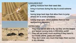 KANGAROO RAT
 getting moisture from their seed diet;
 living in burrows during the day to avoid extreme
heat;
 having large back legs that allow them to jump
almost 3m to avoid predators;
 having large ears, which enables them to hear
approaching predators
OSTRICHES:
• They may not be able to fly, but they are the largest
and fastest running birds in the entire world!
• They will eat pretty much anything if they have to,
but mostly plants, grass and seeds.
• They don’t drink very much that helps them survive
in dry climates.
 