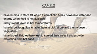 CAMELS
 have humps to store fat which a camel can break down into water and
energy when food is not available;
 rarely sweat, even in hot temperatures.
 have large, tough lips enable them to pick at dry and thorny desert
vegetation;
 have broad, flat, leathery feet to spread their weight and provide
protection from hot sand.
 