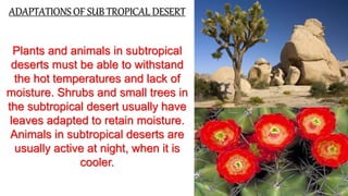 Sub tropical deserts