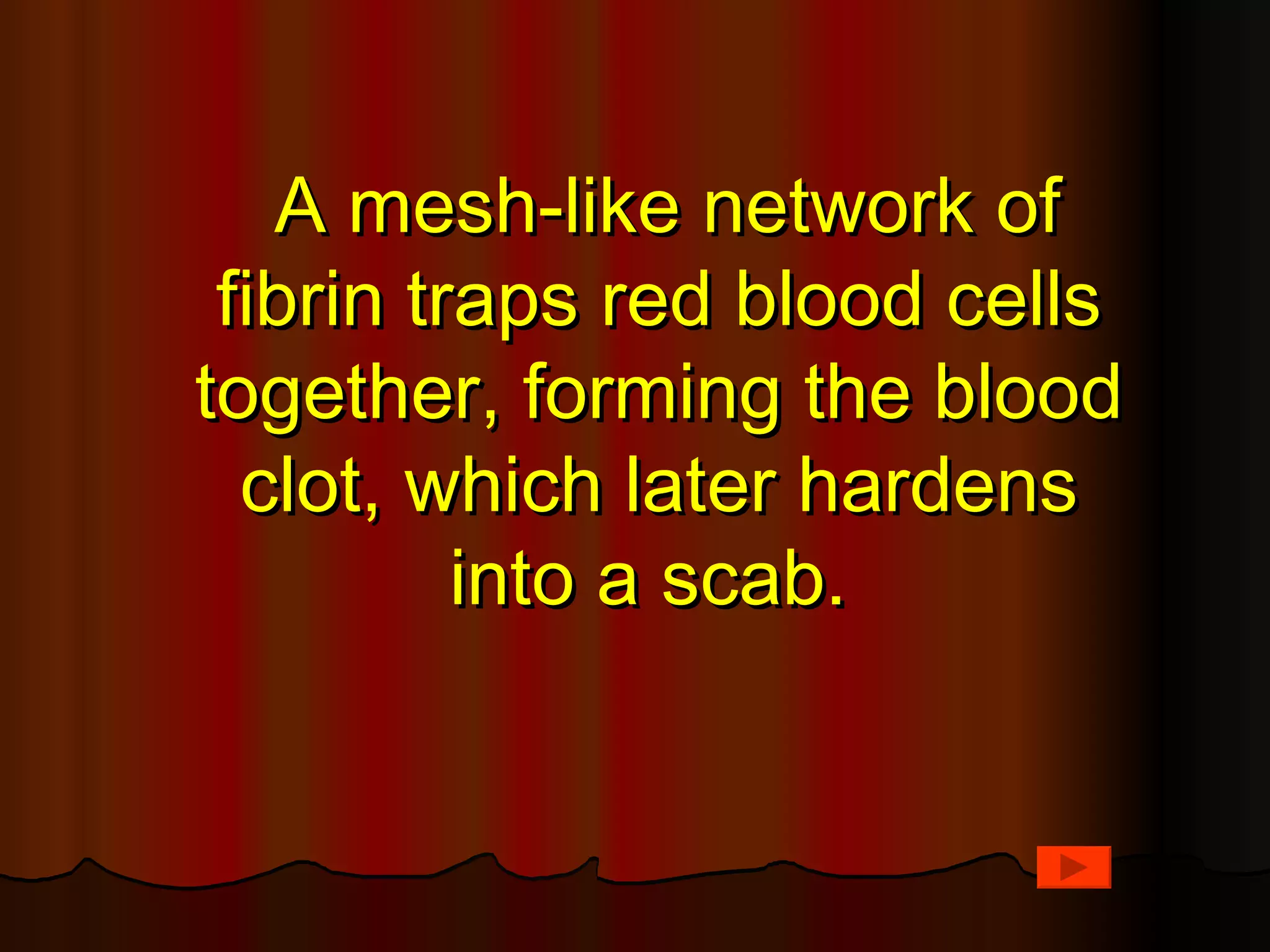 A mesh-like network of
 fibrin traps red blood cells
together, forming the blood
  clot, which later hardens
          into a scab.
 