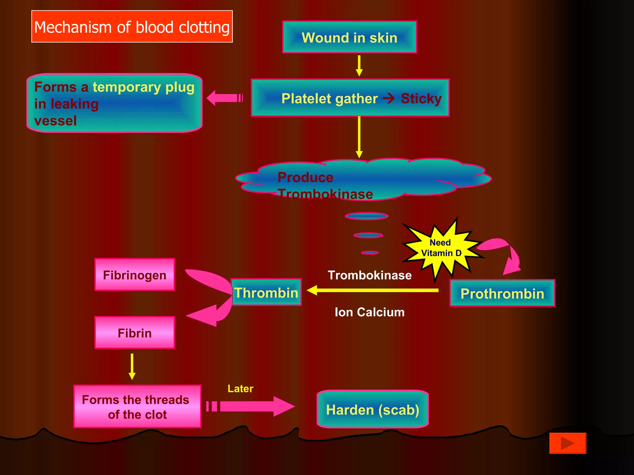 Mechanism of blood clotting
                                         Wound in skin


Forms a temporary plug
in leaking                         Platelet gather  Sticky
vessel



                                   Produce
                                   Trombokinase


                                                              Need
                                                            Vitamin D

         Fibrinogen                         Trombokinase
                              Thrombin                              Prothrombin
                                             Ion Calcium
           Fibrin



                          Later
      Forms the threads
          of the clot                       Harden (scab)
 