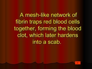 A mesh-like network of
 fibrin traps red blood cells
together, forming the blood
  clot, which later hardens
          into a scab.
 