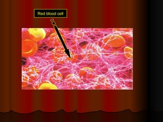 Red blood cell
 