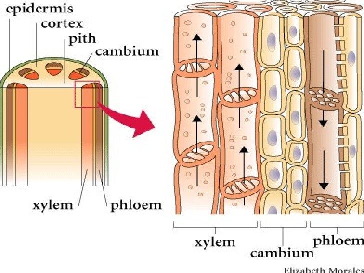 Sub 1[1].7 form 5 tracheids pits vessel elements xylem cells diagram 