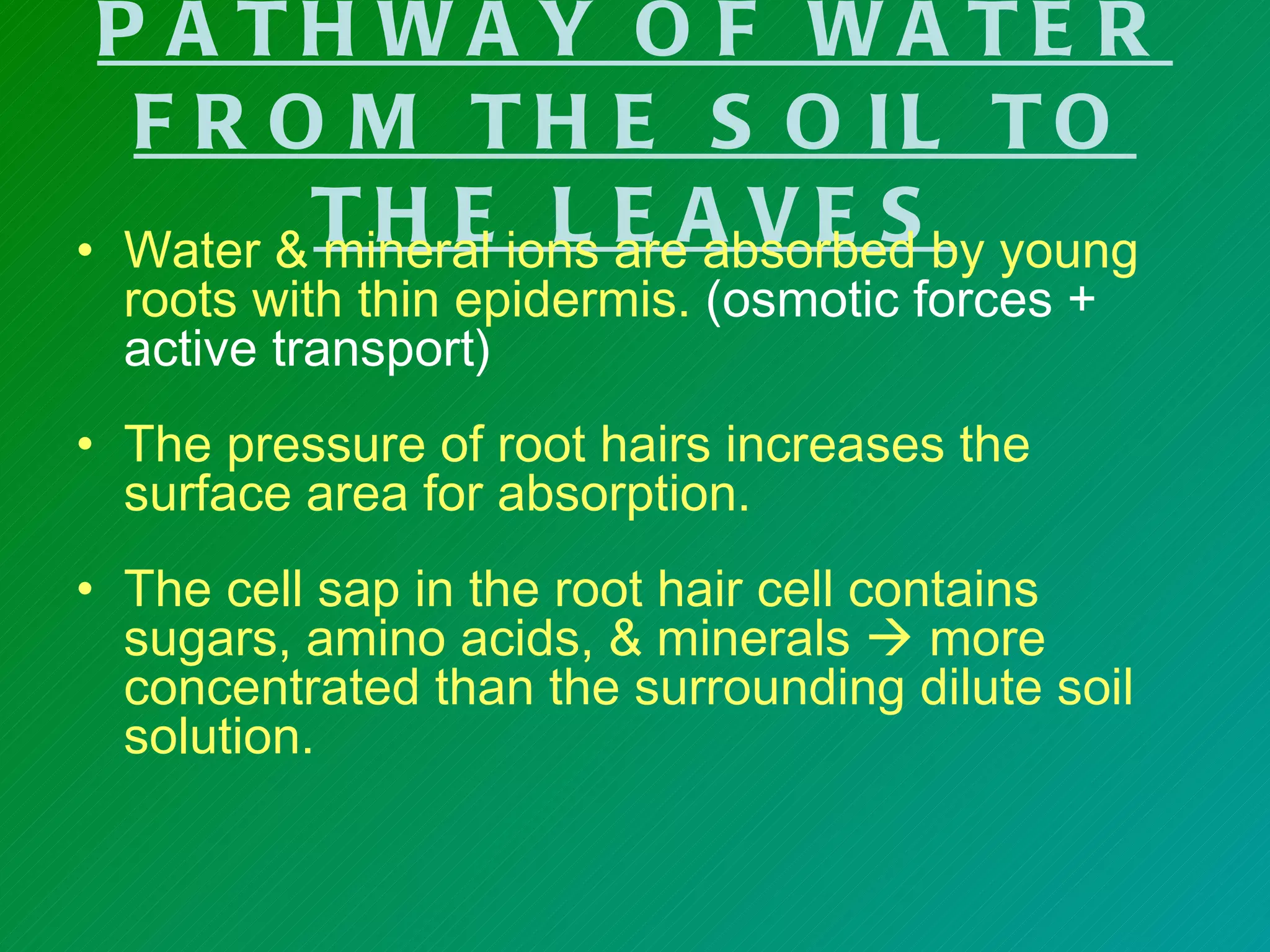 P A TH WA Y O F WA TE R
  F R O M T H E S O IL T O
         TH E L E A VE S
• Water & mineral ions are absorbed by young
  roots with thin epidermis. (osmotic forces +
  active transport)
• The pressure of root hairs increases the
  surface area for absorption.
• The cell sap in the root hair cell contains
  sugars, amino acids, & minerals  more
  concentrated than the surrounding dilute soil
  solution.
 