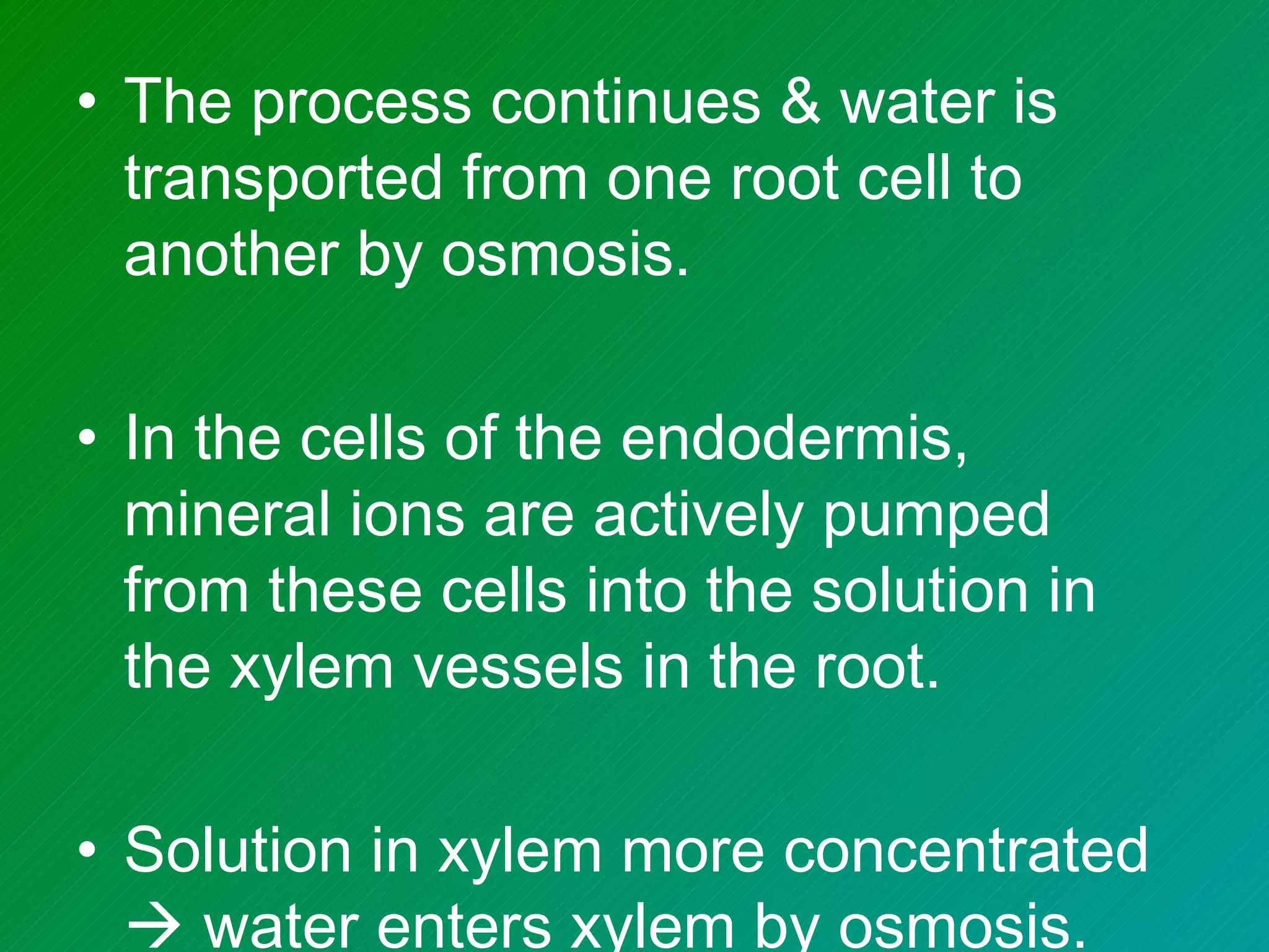 • The process continues & water is
  transported from one root cell to
  another by osmosis.

• In the cells of the endodermis,
  mineral ions are actively pumped
  from these cells into the solution in
  the xylem vessels in the root.

• Solution in xylem more concentrated
   water enters xylem by osmosis.
 