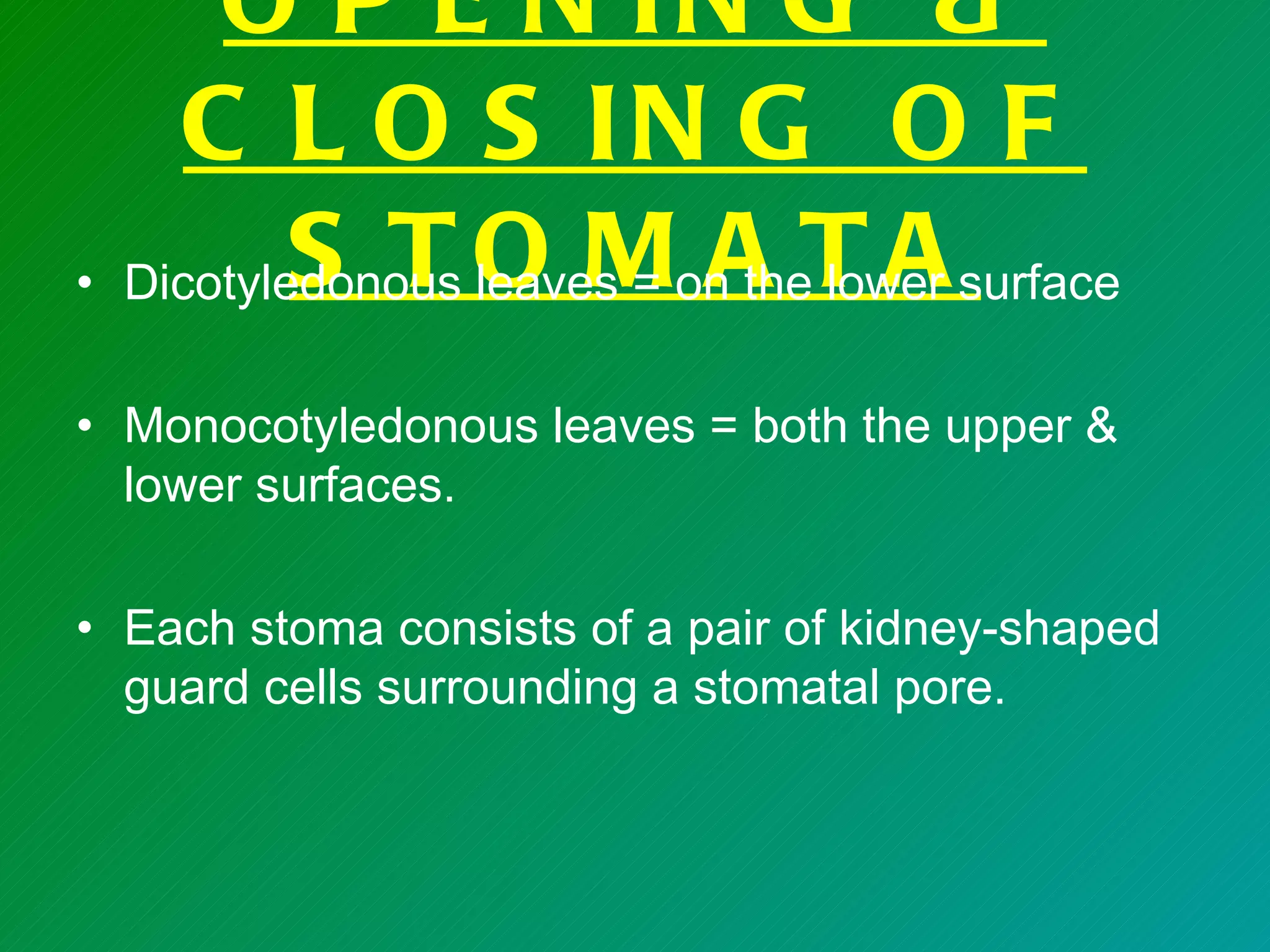 O P E N IN G &
     C L O S IN G O F
• Dicotyledonous O Mon the lower surface
          S T leaves = A T A
• Monocotyledonous leaves = both the upper &
  lower surfaces.

• Each stoma consists of a pair of kidney-shaped
  guard cells surrounding a stomatal pore.
 