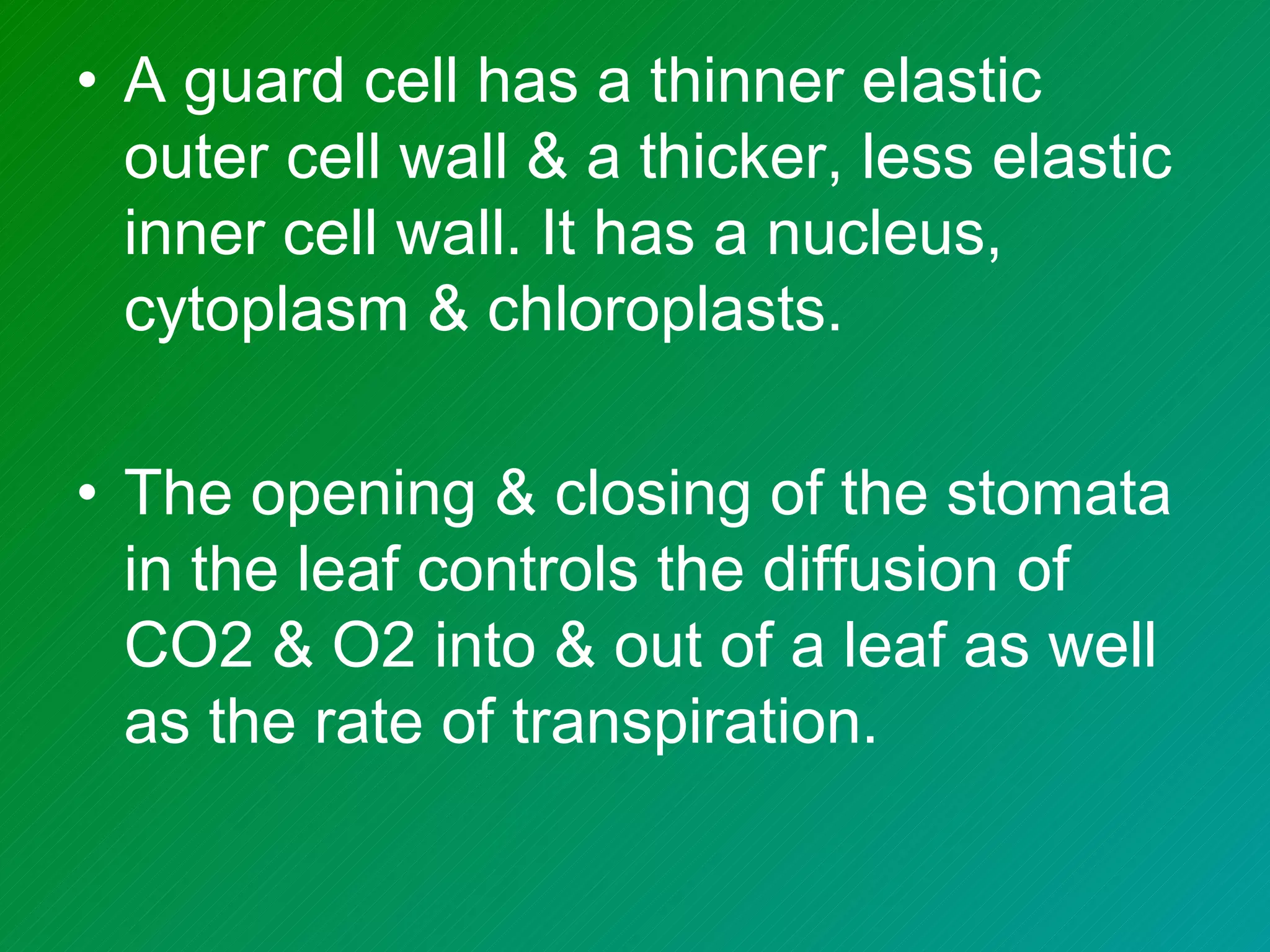 • A guard cell has a thinner elastic
  outer cell wall & a thicker, less elastic
  inner cell wall. It has a nucleus,
  cytoplasm & chloroplasts.

• The opening & closing of the stomata
  in the leaf controls the diffusion of
  CO2 & O2 into & out of a leaf as well
  as the rate of transpiration.
 