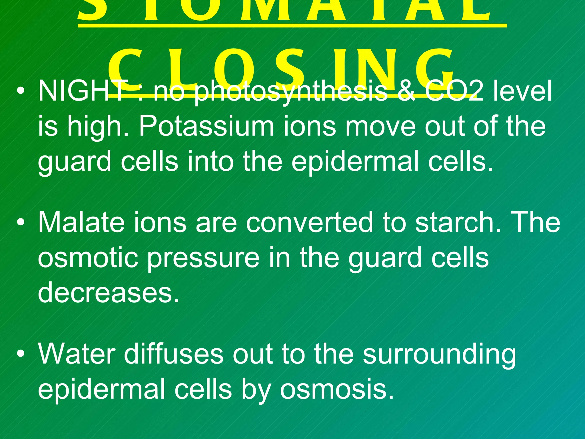 S TO M A TA L
• NIGHT : no photosynthesis &G level
      C L O S I N CO2
 is high. Potassium ions move out of the
 guard cells into the epidermal cells.

• Malate ions are converted to starch. The
  osmotic pressure in the guard cells
  decreases.

• Water diffuses out to the surrounding
  epidermal cells by osmosis.
 
