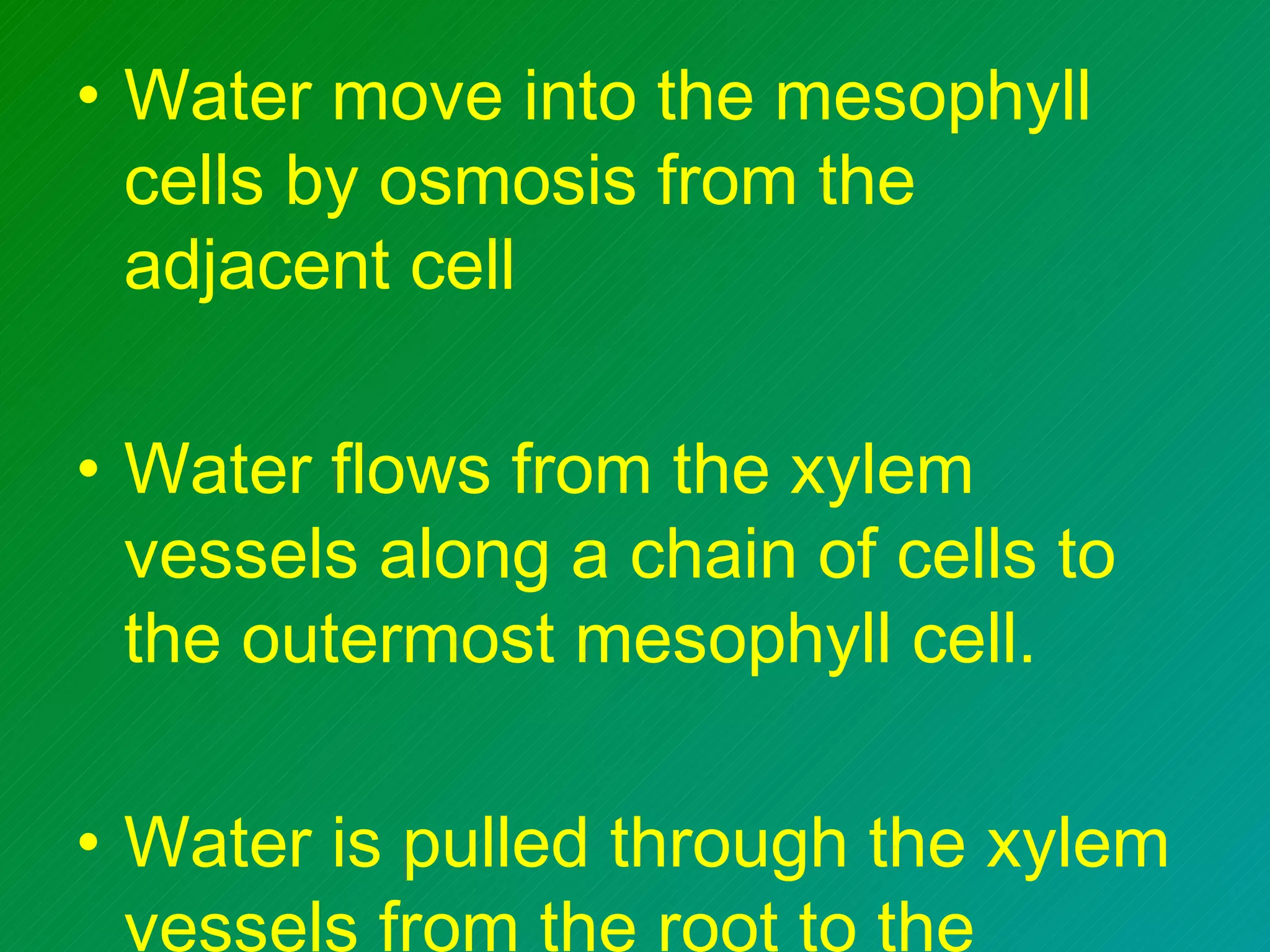 • Water move into the mesophyll
  cells by osmosis from the
  adjacent cell

• Water flows from the xylem
  vessels along a chain of cells to
  the outermost mesophyll cell.

• Water is pulled through the xylem
  vessels from the root to the
 