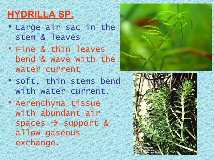 gaseous exchange in plant