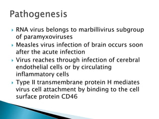  RNA virus belongs to marbillivirus subgroup
of paramyxoviruses
 Measles virus infection of brain occurs soon
after the acute infection
 Virus reaches through infection of cerebral
endothelial cells or by circulating
inflammatory cells
 Type II transmembrane protein H mediates
virus cell attachment by binding to the cell
surface protein CD46
 