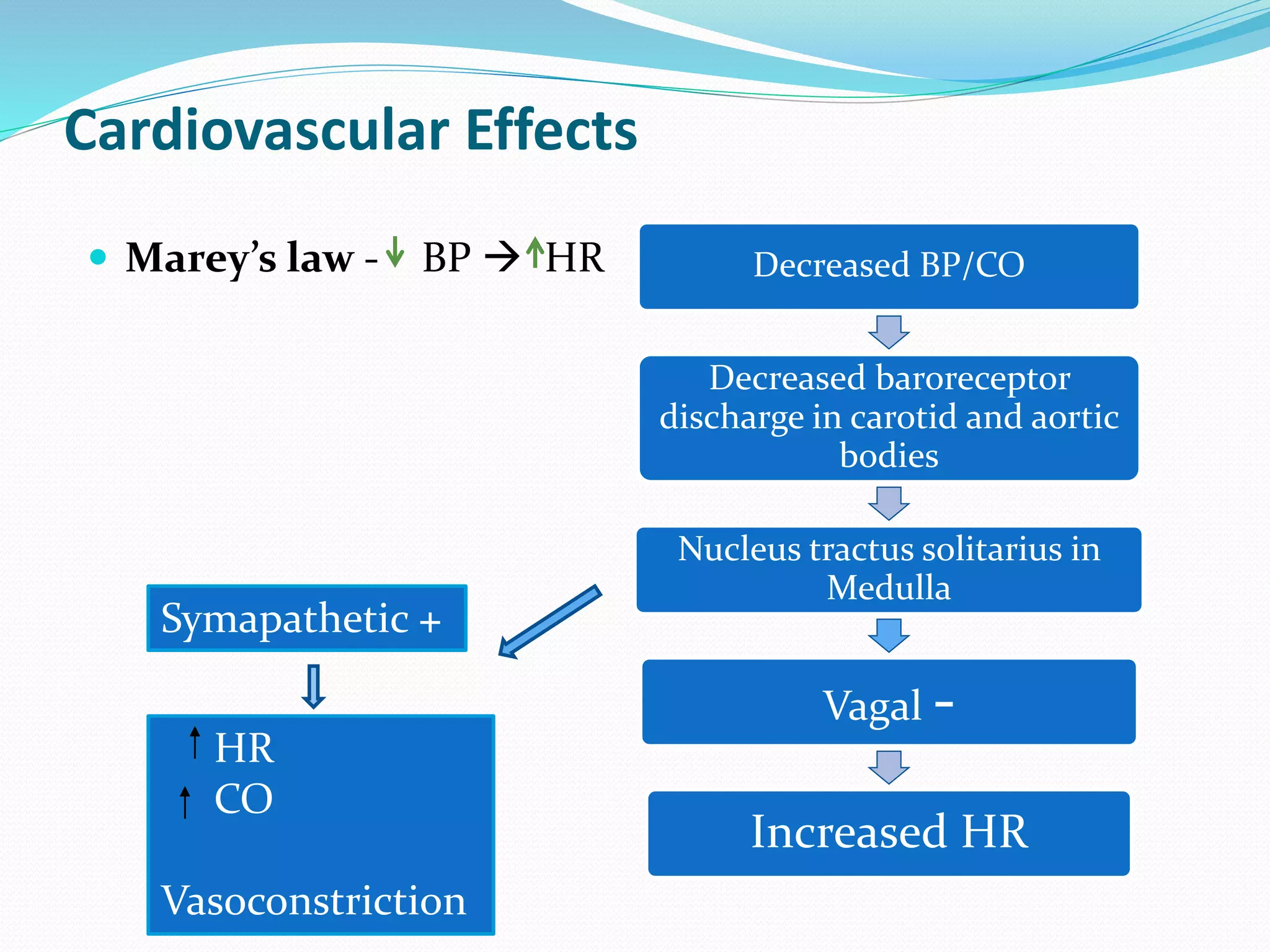 Cardiovascular Effects
 Marey’s law - BP  HR Decreased BP/CO
Decreased baroreceptor
discharge in carotid and aortic
bodies
Nucleus tractus solitarius in
Medulla
Vagal -
Increased HR
Symapathetic +
HR
CO
Vasoconstriction
 