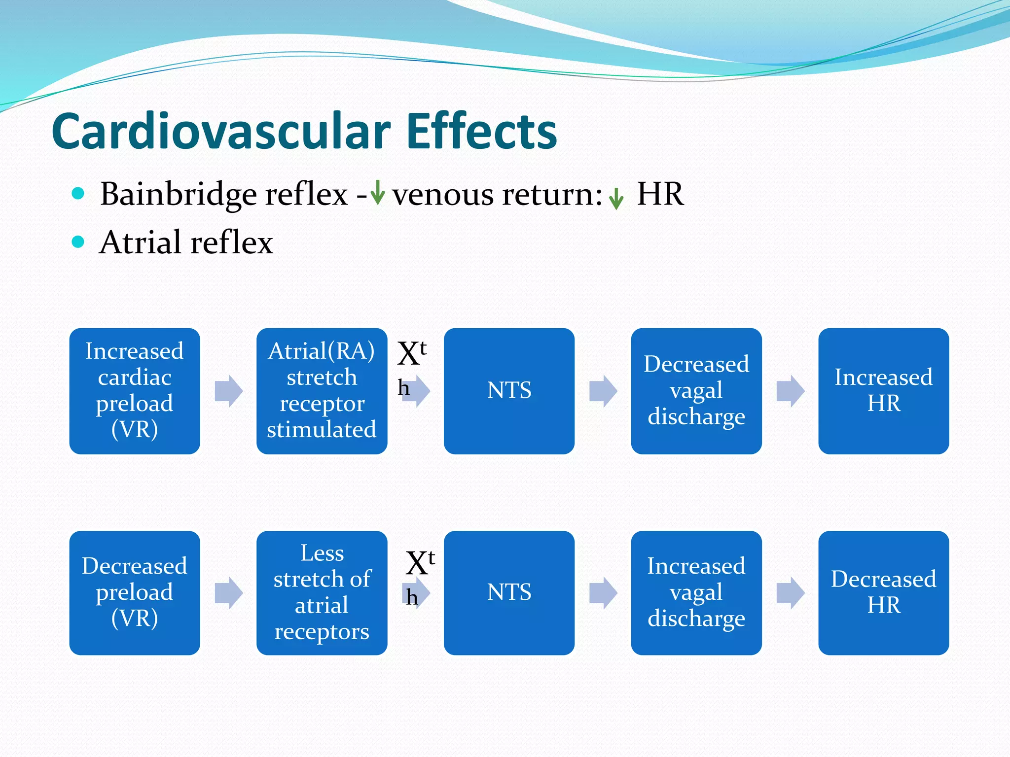 Cardiovascular Effects
 Bainbridge reflex - venous return: HR
 Atrial reflex
Increased
cardiac
preload
(VR)
Atrial(RA)
stretch
receptor
stimulated
NTS
Decreased
vagal
discharge
Increased
HR
Decreased
preload
(VR)
Less
stretch of
atrial
receptors
NTS
Increased
vagal
discharge
Decreased
HR
Xt
h
Xt
h
 