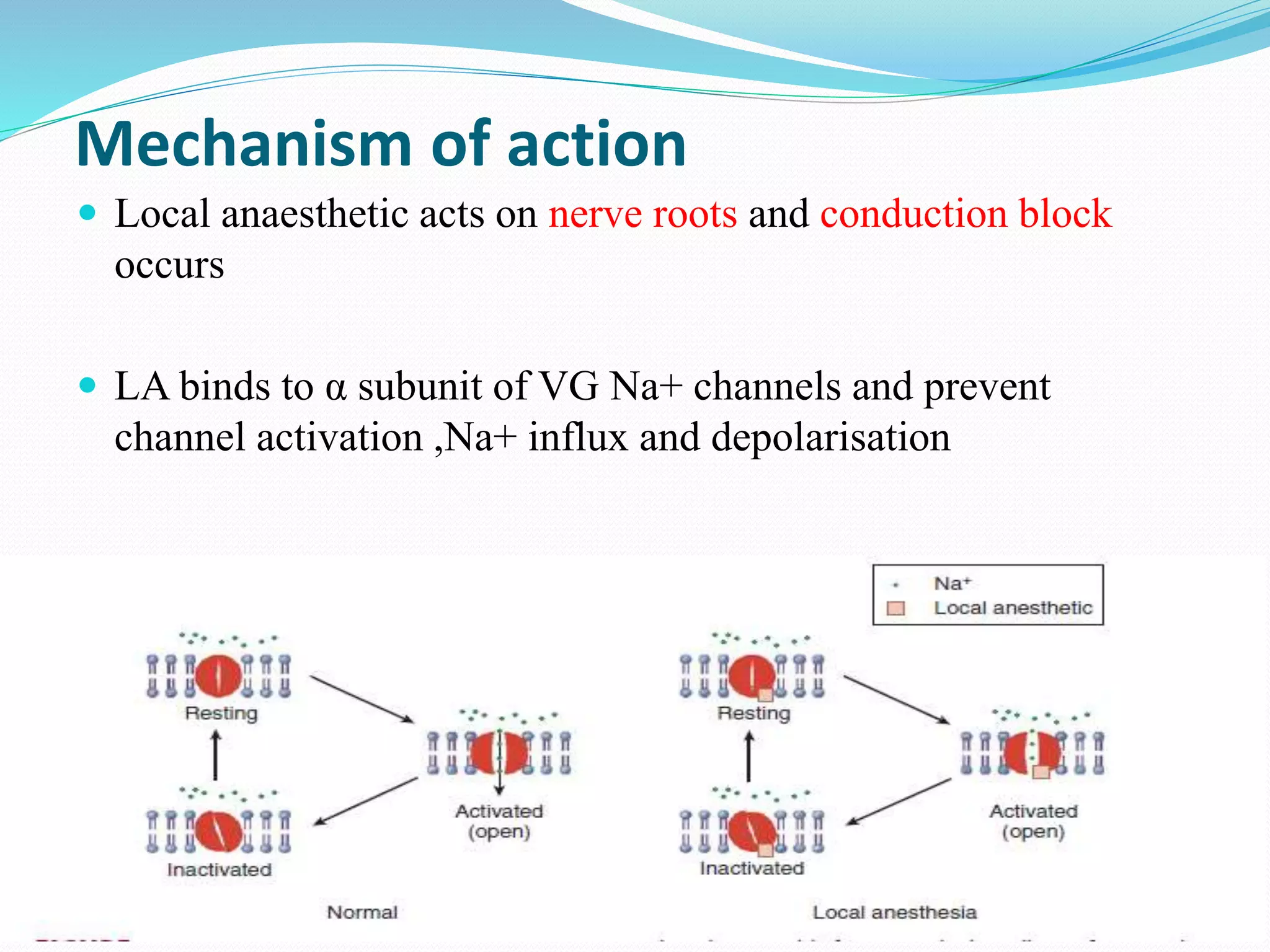 Mechanism of action
 Local anaesthetic acts on nerve roots and conduction block
occurs
 LA binds to α subunit of VG Na+ channels and prevent
channel activation ,Na+ influx and depolarisation
 