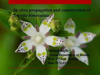 In vitro propagation and conservation of
Swertia bimaculata
Subash kafle
Central Department of Botany
M.Sc 2nd Sem Botany
Date 2074-01-17
 