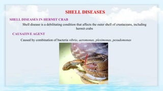 Sea Shell Infection Marine microbial diseases-Water borne bcterial pathogens | PPTX