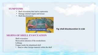 Sea Shell Infection Marine microbial diseases-Water borne bcterial pathogens | PPTX