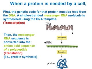 Protein Read sub Cell Differentiatiovn session 12.ppt