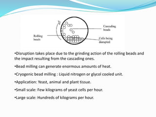 •Disruption takes place due to the grinding action of the rolling beads and
the impact resulting from the cascading ones.
•Bead milling can generate enormous amounts of heat.
•Cryogenic bead milling : Liquid nitrogen or glycol cooled unit.
•Application: Yeast, animal and plant tissue.
•Small scale: Few kilograms of yeast cells per hour.
•Large scale: Hundreds of kilograms per hour.
 