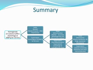 Summary
Homogenate
[in isotonic buffer]
(Centrifuge at
2000*g for 10 min)
Pellet
[Nuclei]
(Marker Enzyme – DNA
Polymerase)
Supernatent
(Centrifuge at 10,000*g
for 20 min)
Pellet
[Mitochondria]
(Marker - Succinate
dehydrogenase and
Monoamine oxidase)
Supernatent
[Post Mitochondrial
Supernatent]
(Centrifuge at
1,05,000*g for 4 hrs)
Pellet
[Microsome]
(Plasma membrane, ER,
Golgi, Lysosome,
Peroxisome)
Supernatent
[Cytosol containing
ribosomes and other
macromolecules]
 