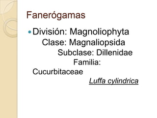 Fanerógamas
 División:
          Magnoliophyta
   Clase: Magnaliopsida
        Subclase: Dillenidae
            Familia:
 Cucurbitaceae
                Luffa cylindrica
 