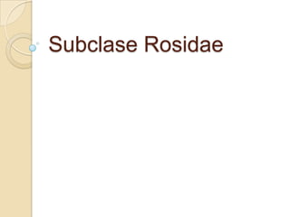 Subclase Rosidae
 