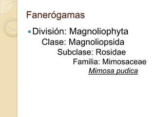 Fanerógamas
 División:
          Magnoliophyta
   Clase: Magnoliopsida
        Subclase: Rosidae
              Familia: Mimosaceae
                  Mimosa pudica
 