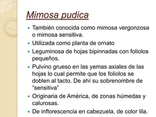 Mimosa pudica
   También conocida como mimosa vergonzosa
    o mimosa sensitiva.
   Utilizada como planta de ornato
   Leguminosa de hojas bipinnadas con foliolos
    pequeños.
   Pulvino grueso en las yemas axiales de las
    hojas lo cual permite que los foliolos se
    doblen al tacto. De ahí su sobrenombre de
    “sensitiva”
   Originaria de América, de zonas húmedas y
    calurosas.
   De inflorescencia en cabezuela, de color lila.
 