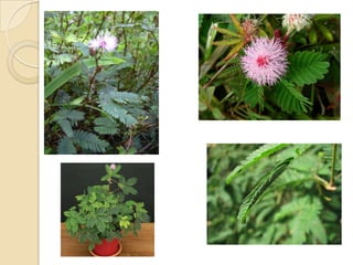 Subclase dillenidae y rosidae