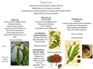 Fagaceae
                                      -Hojas típicas de la subclase (simples alternas)
                                         -Hábito árbol, en su mayoría; ó arbusto.
                          -Se distribuye en climas templados; la mayoría del Hemisferio Norte.
                                           -Dispersión de sus frutos: geócora.

                                                     Quercus sp.
             Fagus sp.                              ‘encino/roble’                               Castanea sp.
   Crece en comunidades mixtas               Crece en comunidades puras                             ‘castaña’
         (Bosques mixtos).                      (Bosques de encinos).                Crecen en dos tipos de clima templado:
       Tanto su inflorescencia                      Fruto: ‘beyota’.                       Húmedo: con hojas gruesas
   masculina como femenina se               Se dividen en dos subgéneros:                 impermeables (esclerófilas).
      da en forma de amento.                                                                Seco: con hojas coriaceas.
      Frutos tipo nuez que se               Leucobalanus
   presenta en intervalos de 7-6                                                                 Fruto: ‘castaña’
                                          (encinos blancos)
                años.                    Tienden a tener las                                    Castanea sativa.
           Fagus grandifolia             hojas lobuladas y no
                                            tienen aristas.

Fruto                                      Quercus recinosa.

                                         Erythrobalanus
                                         (encinos rojos)       Quercus virginiana.
                                          Tienden a tener
Hoja con                                    lóbulos muy
 margen                                    agudos en sus
aserrado                                  hojas, las cuales
                                               son más
                                         pequeñas . Con 1
                                             o sin arista.
 