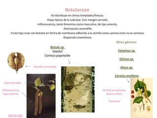 Betulaceae
                                       -Se distribuye en climas templados/frescos.
                                    -Hojas típicas de la subclase. Con margen serrado.
                            -Inflorescencia, tanto femenina como masculina, de tipo amento.
                                                  -Polinización anemófila
      -Fruto tipo nuez con bráctea en forma de membrana adherida a la semilla como samara (más no es samara).
                                                  -Dispersión anemócora.
                                                                                       Otros géneros:
                                    Betula sp.
                                     ‘abedul’                                            Carpinus sp.
                                Corteza papeloide
                                                                                          Ostrya sp.

                        Semilla samaroide                                                 Alnus sp.

                                                                                      Corylus avellana
 Hoja aserrada

Inflorescencia                                                              Semilla sin bráctea.
 tipo amento                                                                  Ovario ínfero

                                                                                 ‘Avellana’



     Betula alba
 