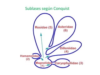 Sublases según Conquist
 