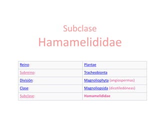 Subclase
            Hamamelididae
Reino:             Plantae
Subreino:          Tracheobionta
División:          Magnoliophyta (angiospermas)
Clase:             Magnoliopsida (dicotiledóneas)
Subclase:          Hamamelididae
 